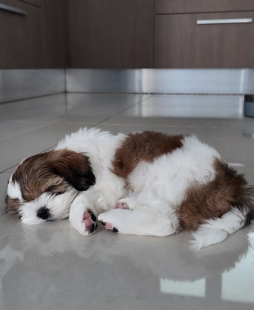 Shih Tzu