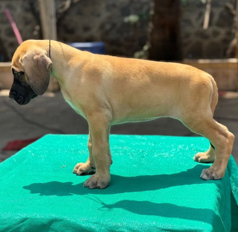 Great Dane