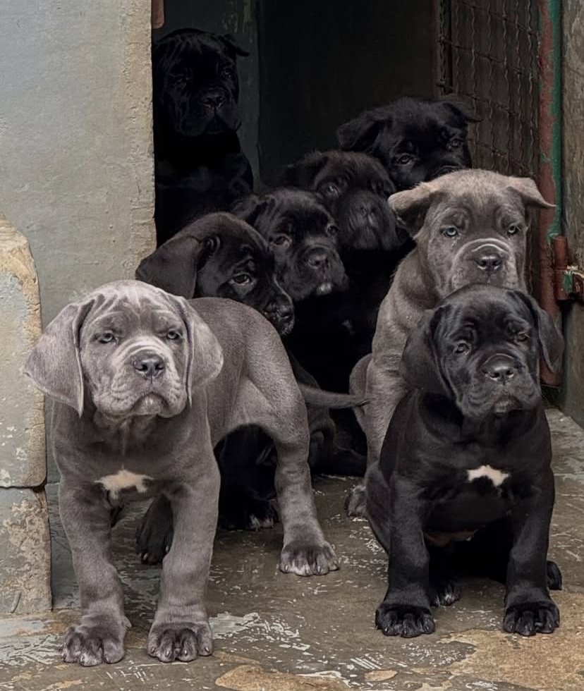 Cane corso